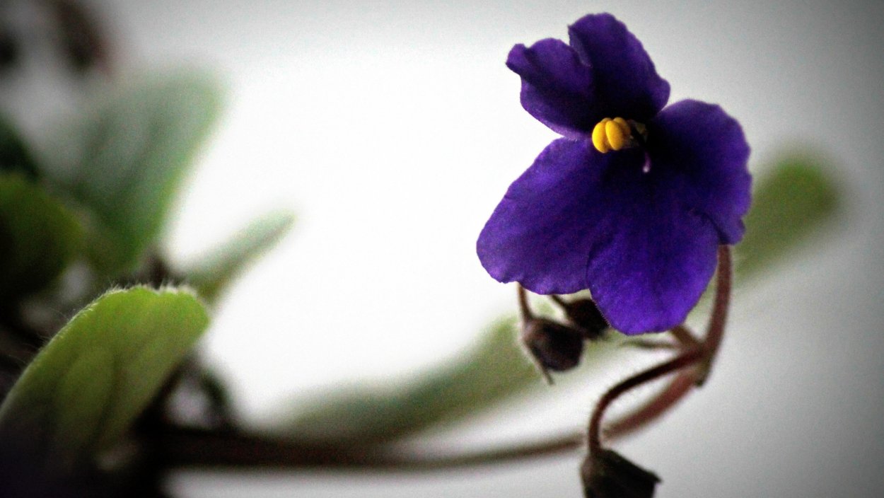 Фиалка сомхетская