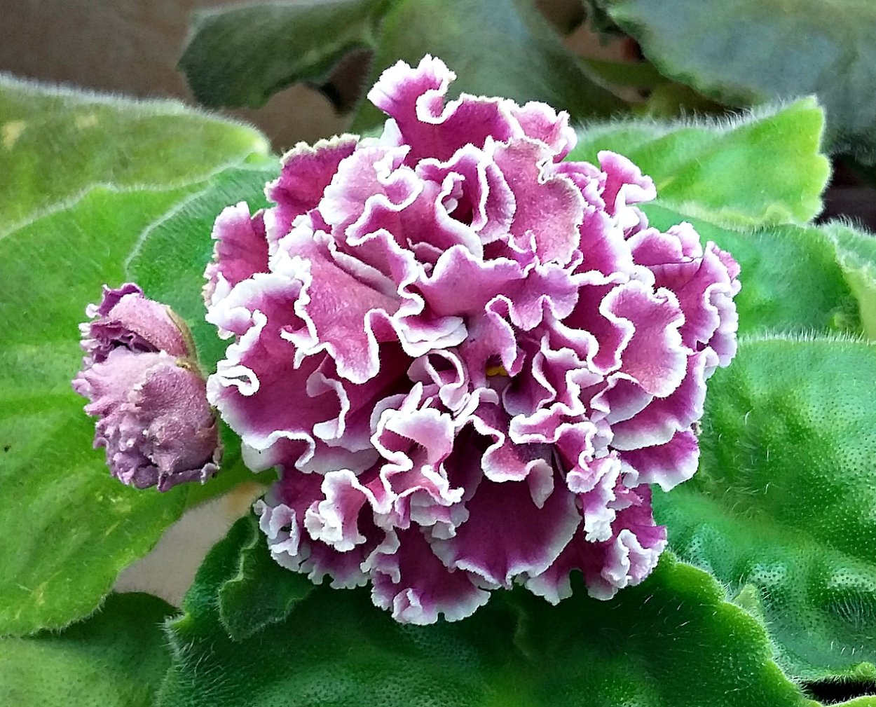 Фиалка пт Катерина