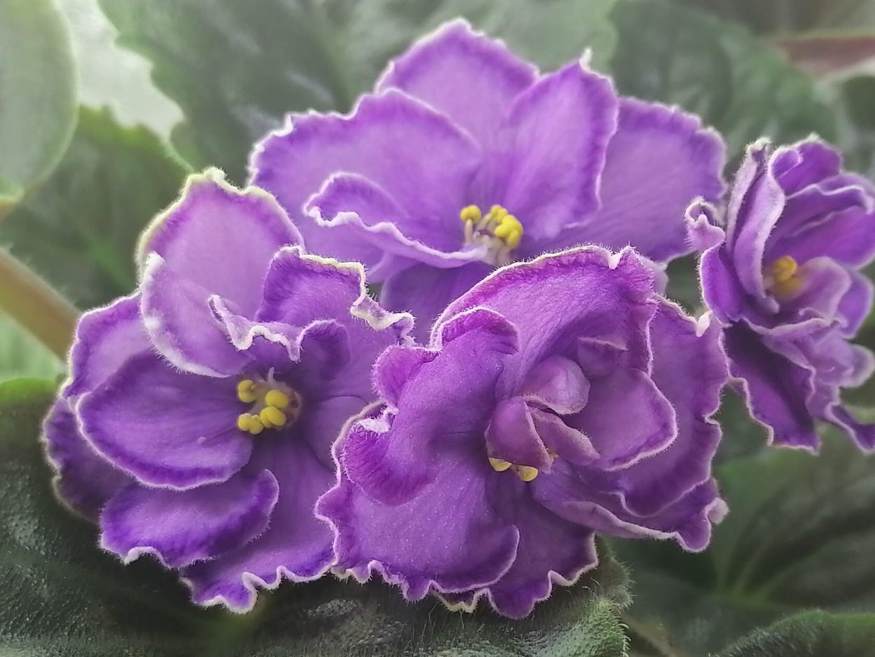 Пурпурный Мираж Люкс (Морев)