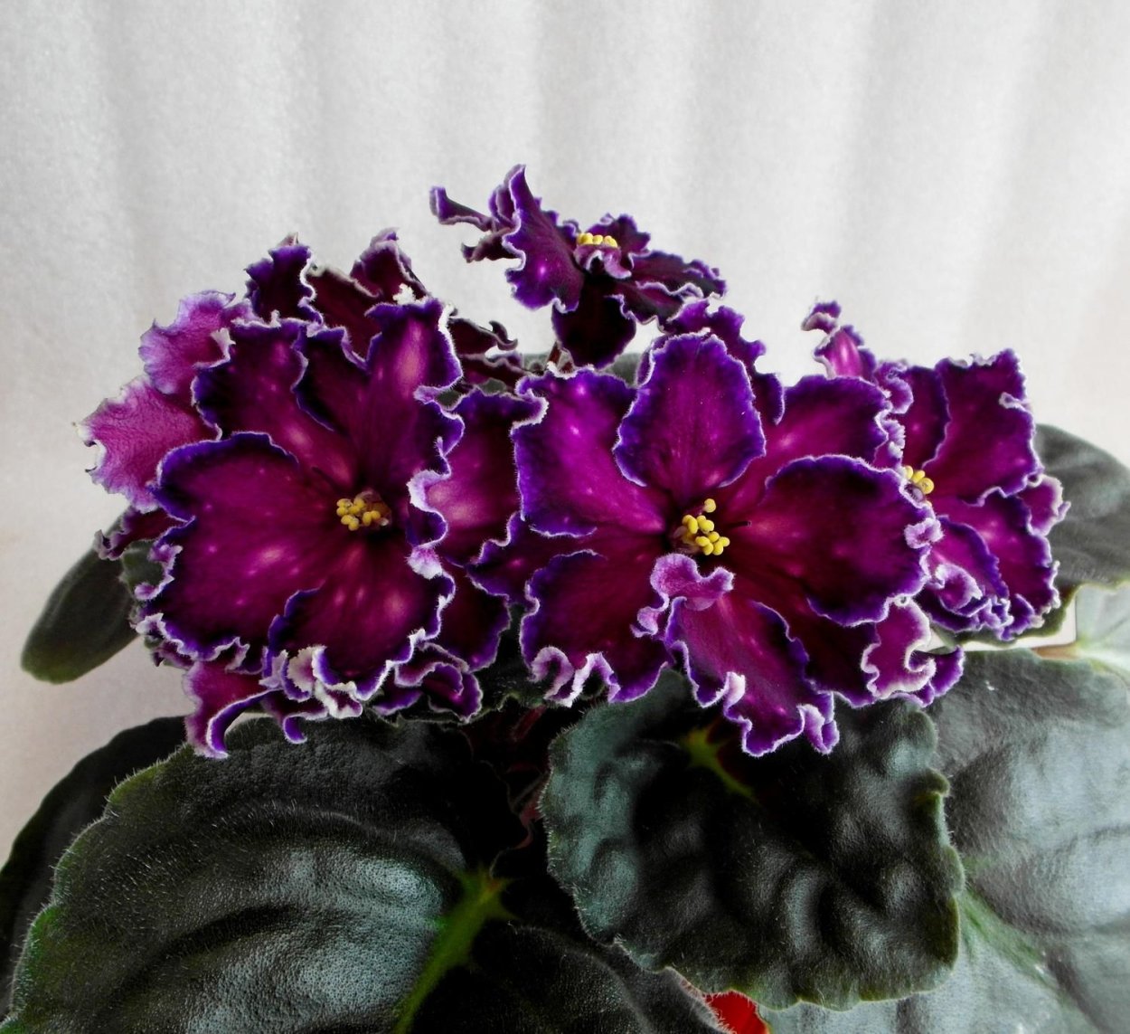 Фиалка танец галактик Морев