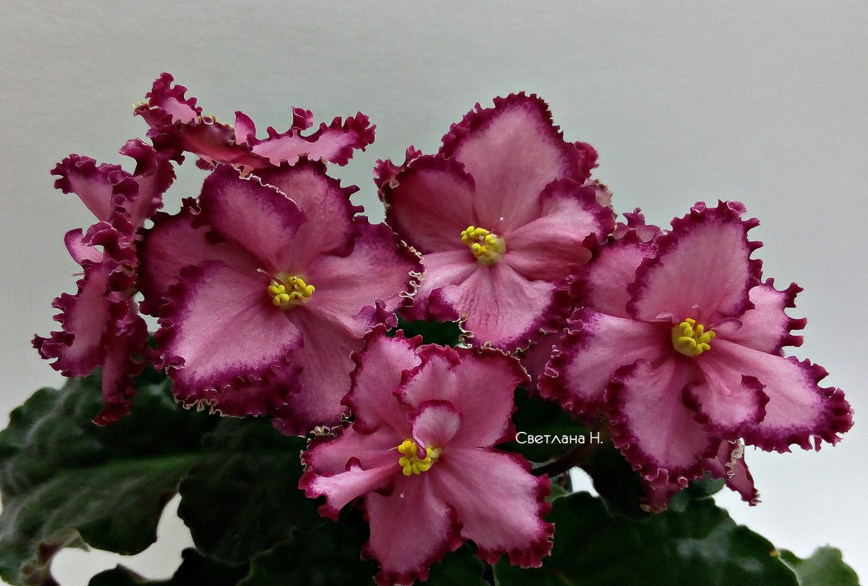 Фиалка спировчанка Морев