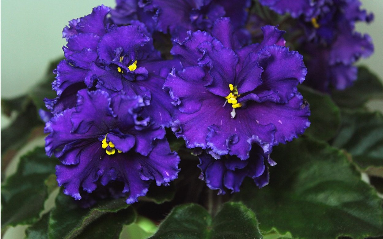 Фиолетовый Кардинал фиалка