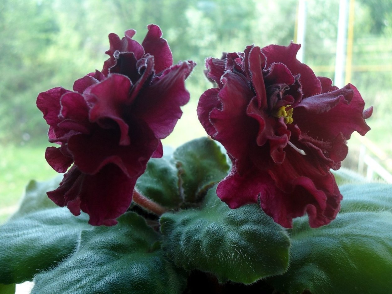 Фиалка ЕК Кровавая Орхидея