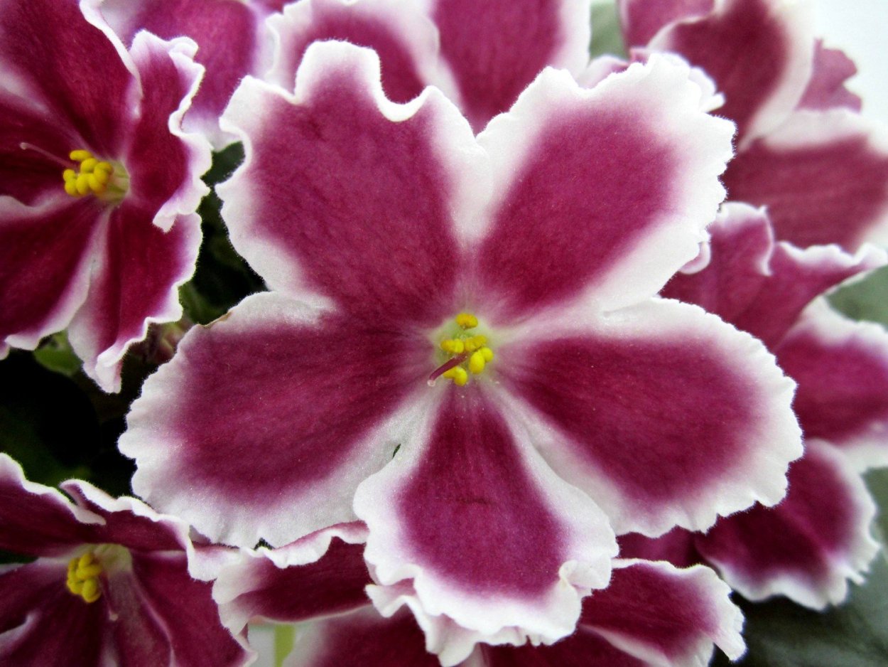 Фиалка АН Копеечка