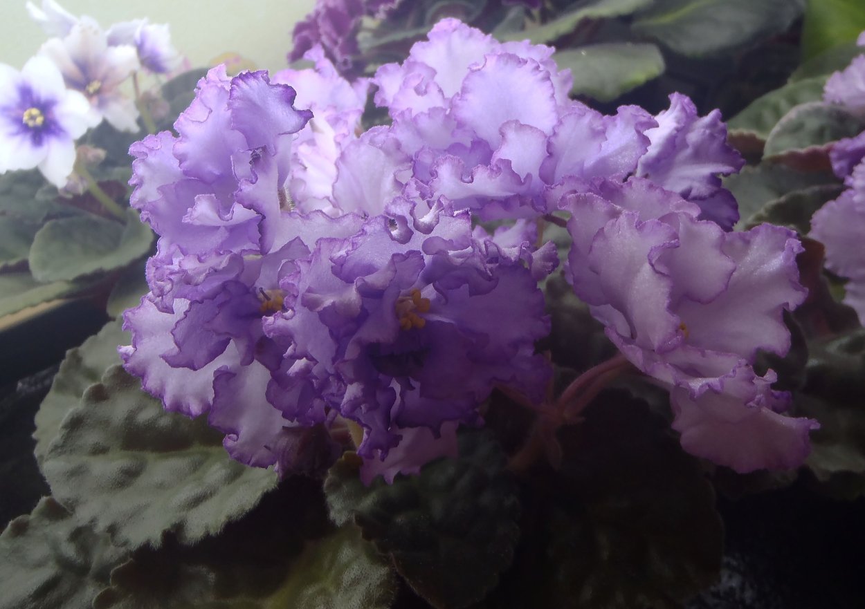 Фиалка Jersey Blue Ice