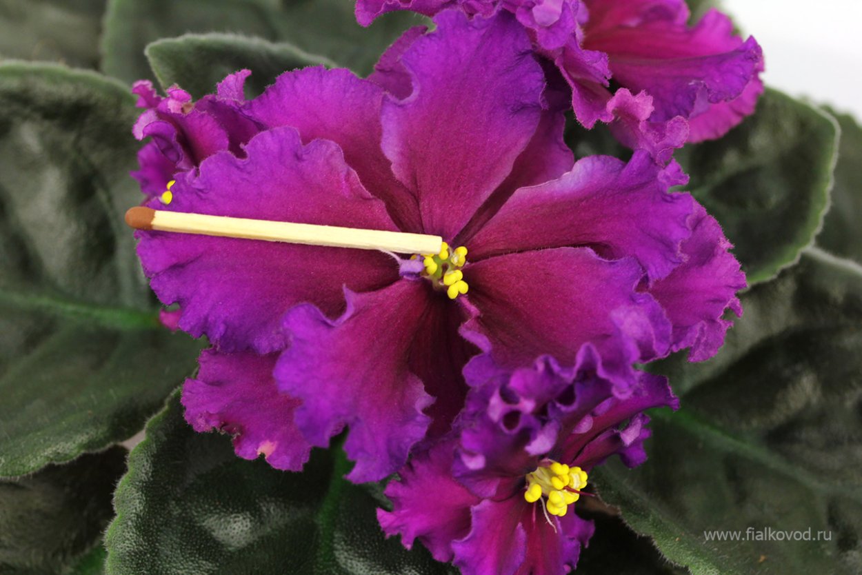 Фиалка АВ пылкий поклонник