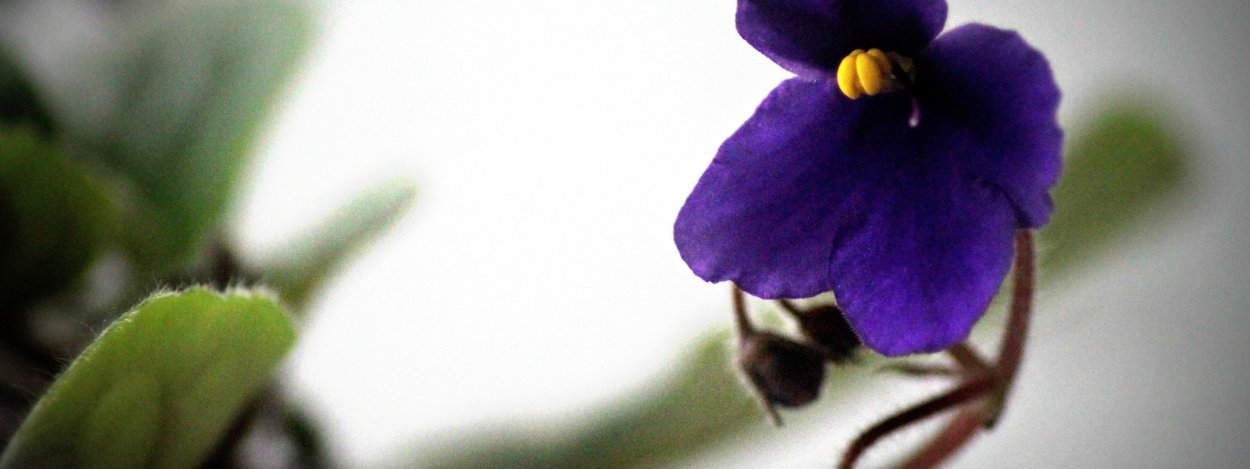 АВ-Чижик-пыжик фиалка