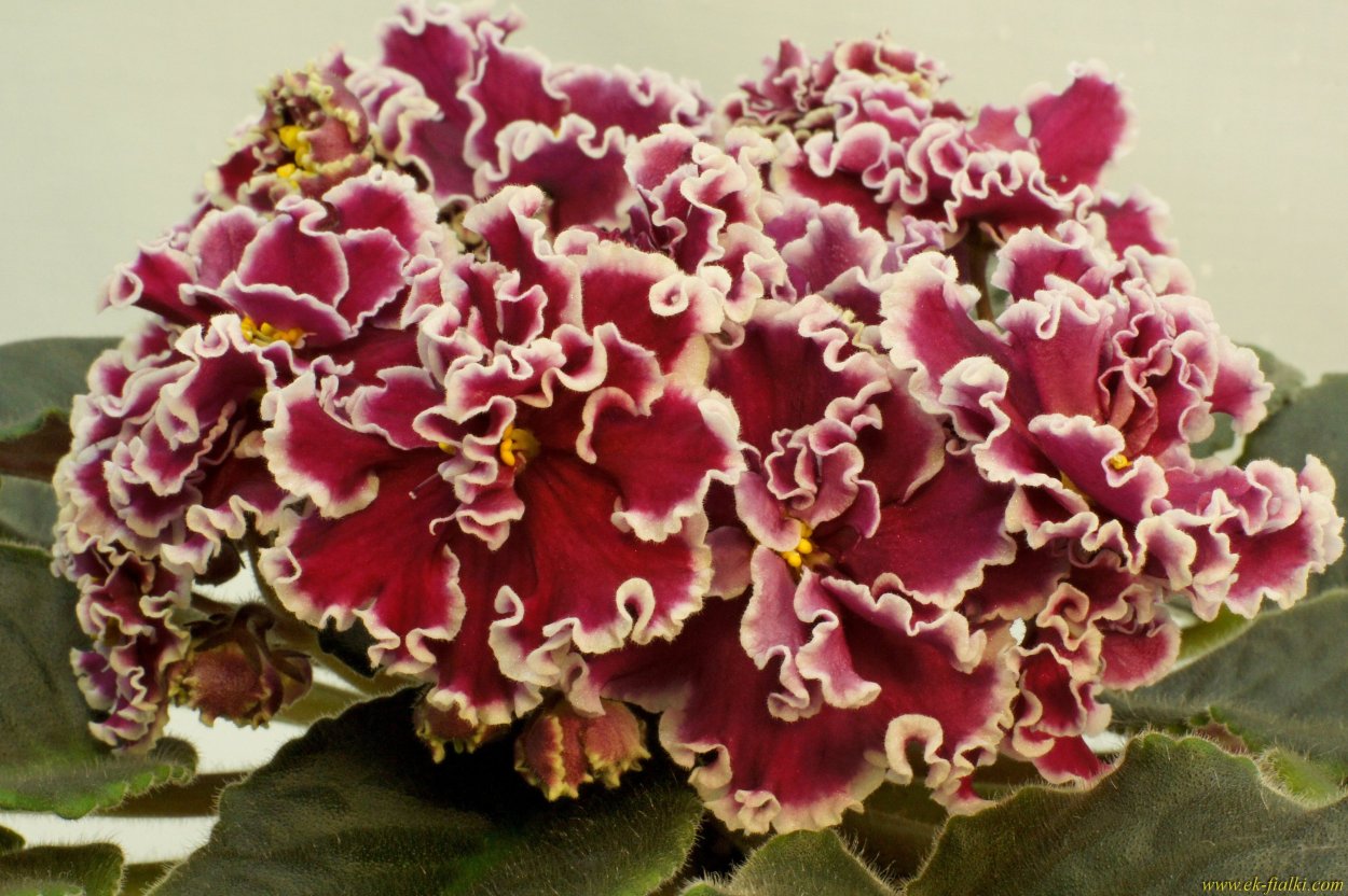 Фиалка ЕК бархатная Королева