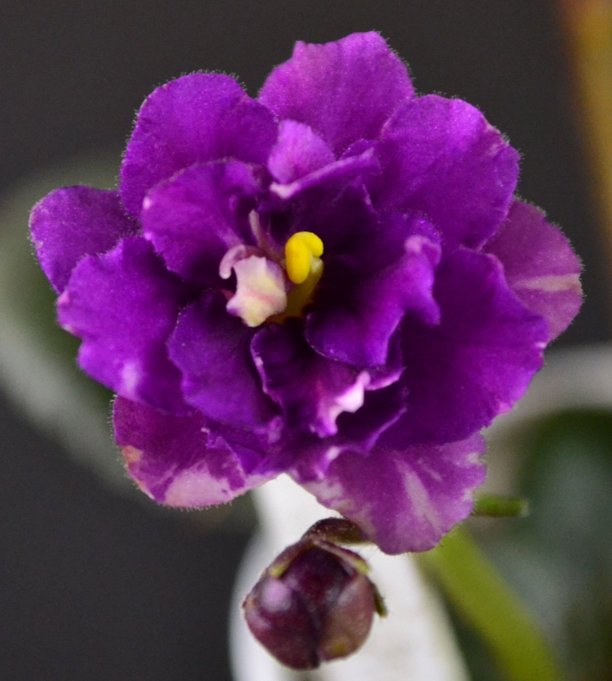 Black Cardinal стрептокарпус