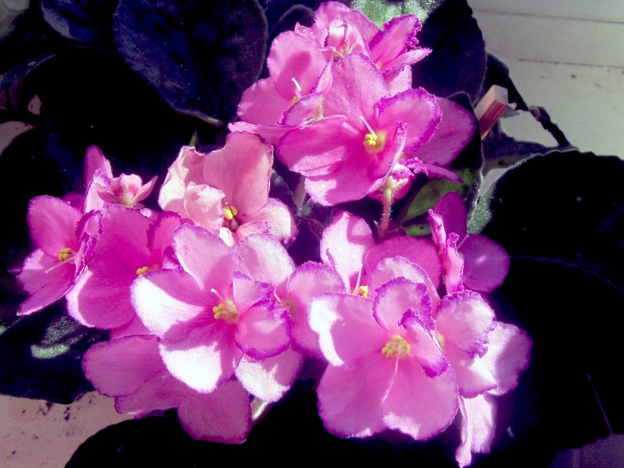 Фиалка ЕК бархатная Королева