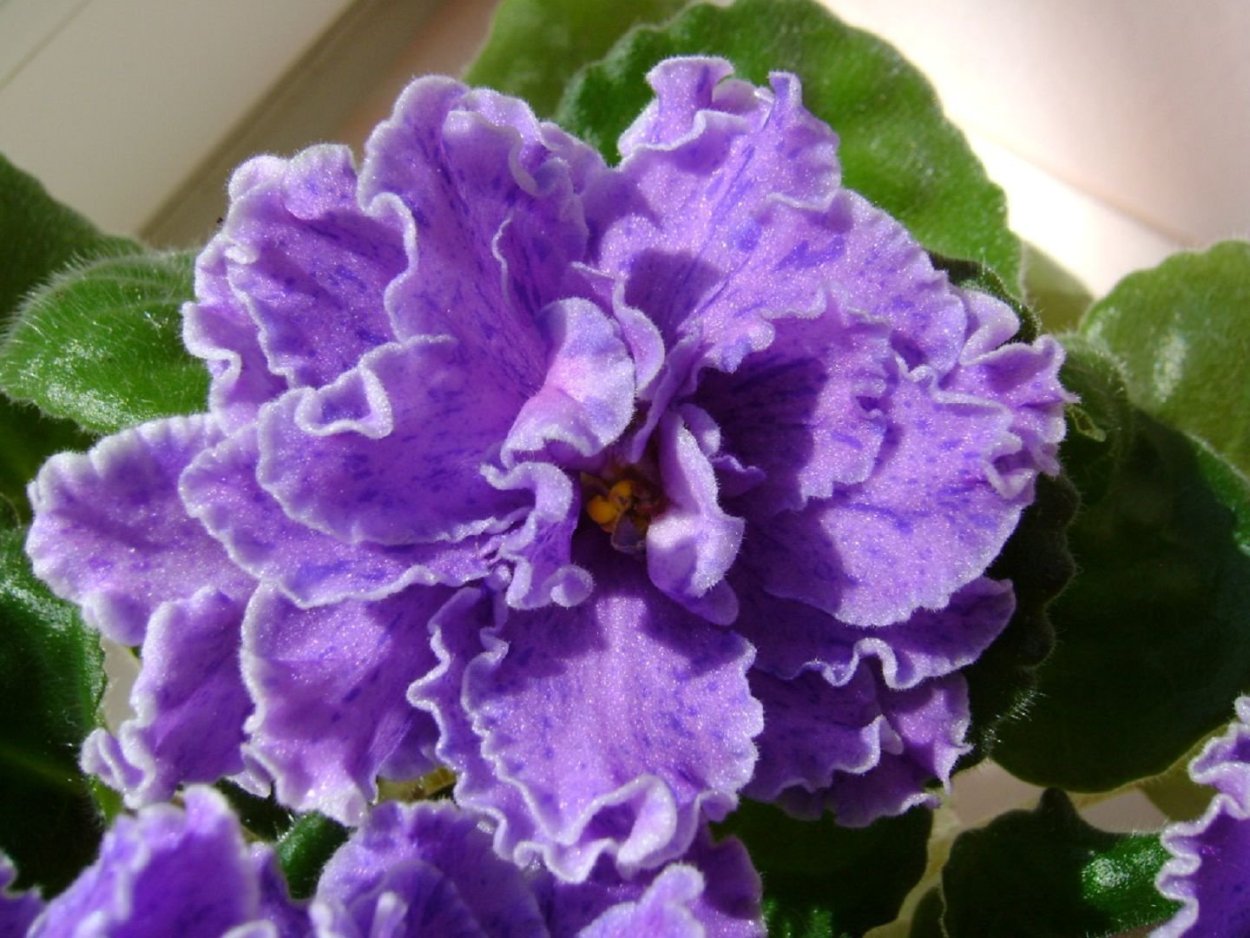 Узамбарская фиалка махровая