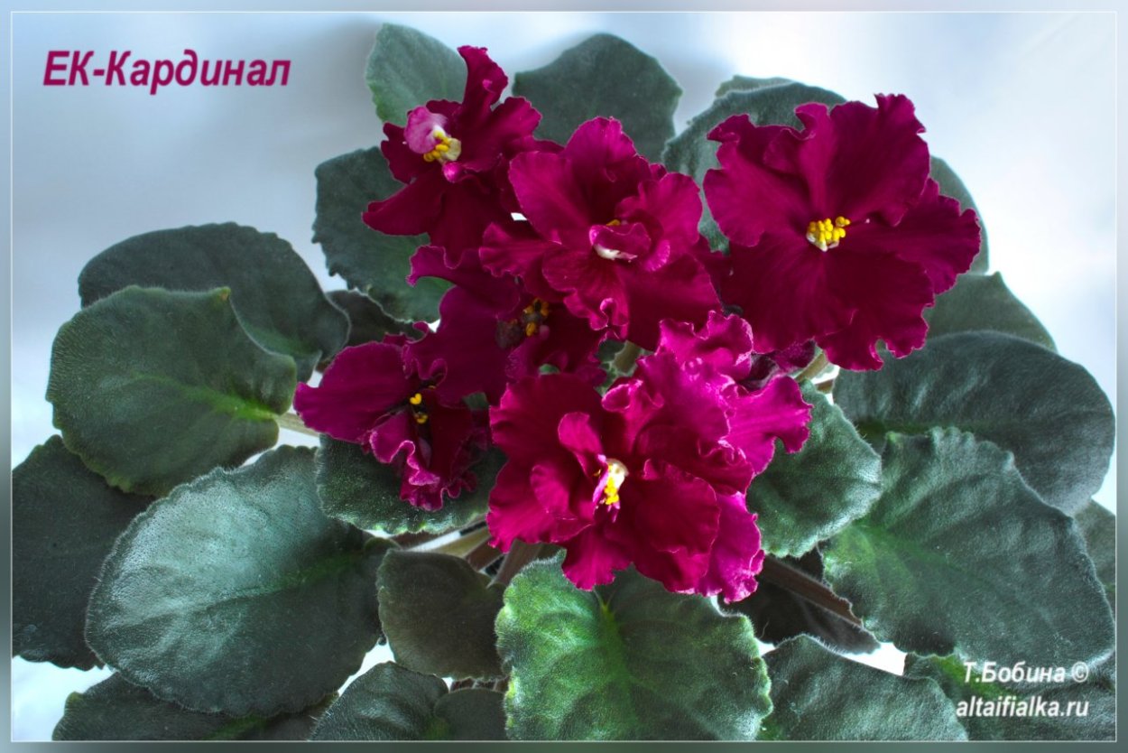 НК Кардинал фиалка