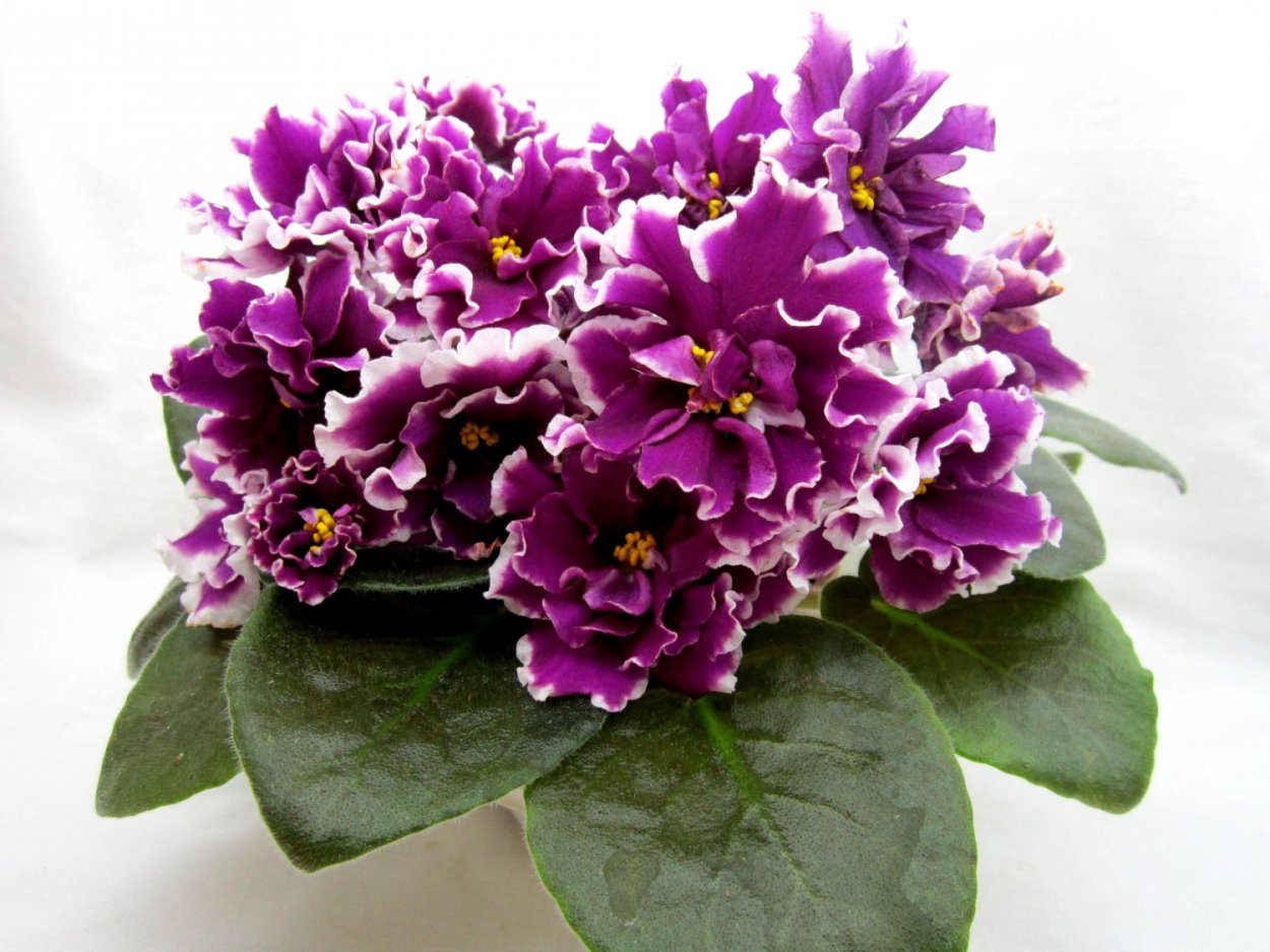 Фиалки в Орле