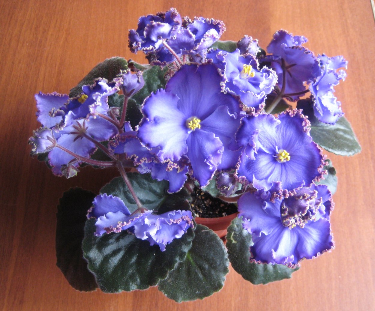 Фиалка голубая красавица Азии