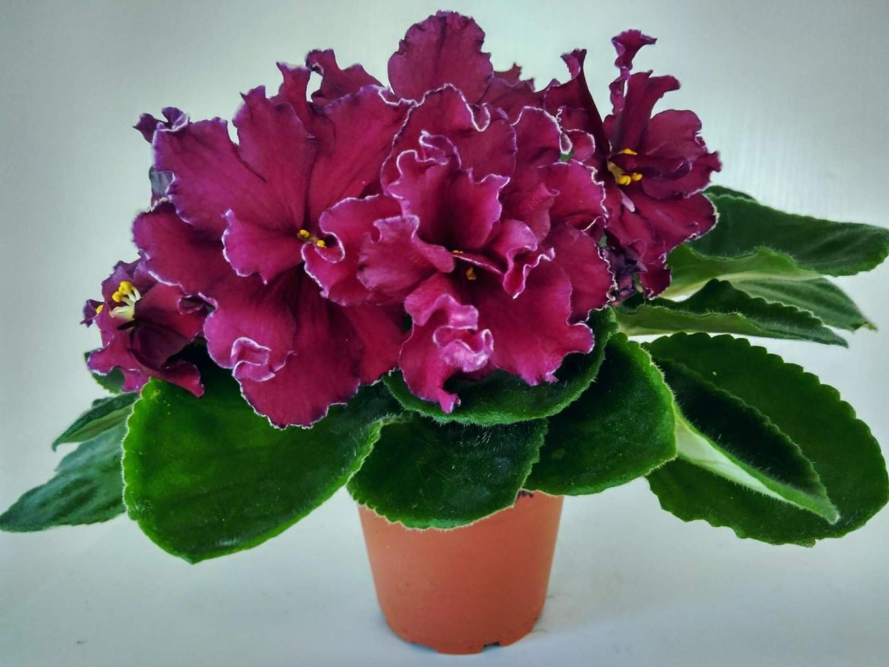 Фиалка ЕК Кураж