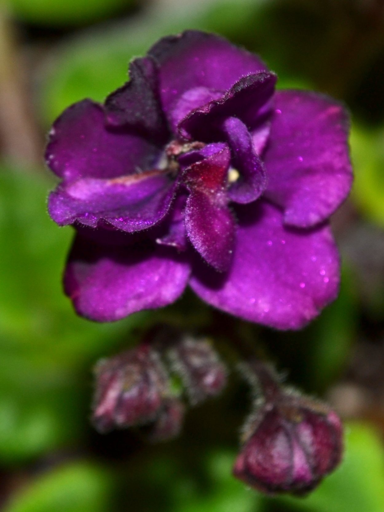 Фиолетовый Кардинал фиалка