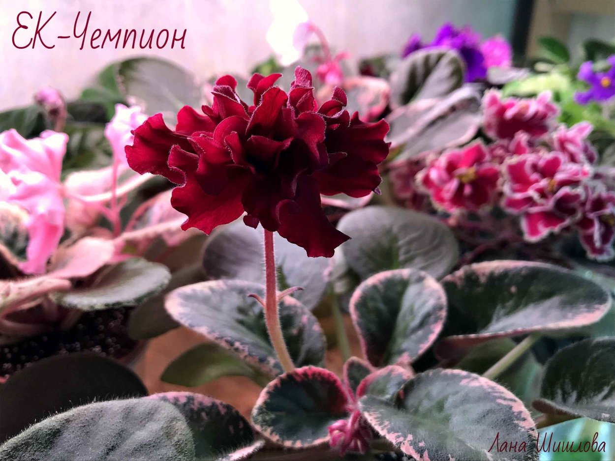 Фиалка пт Анжелика