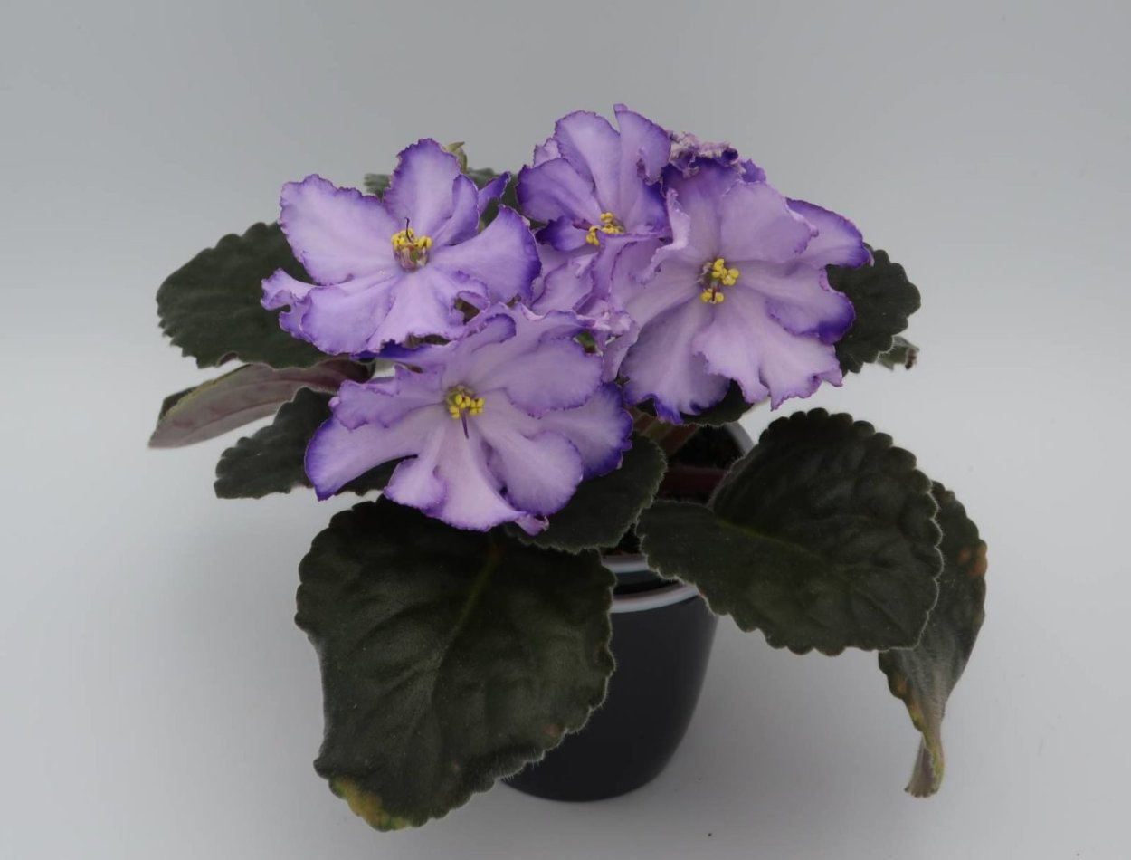 Сенполия Африканская фиалка