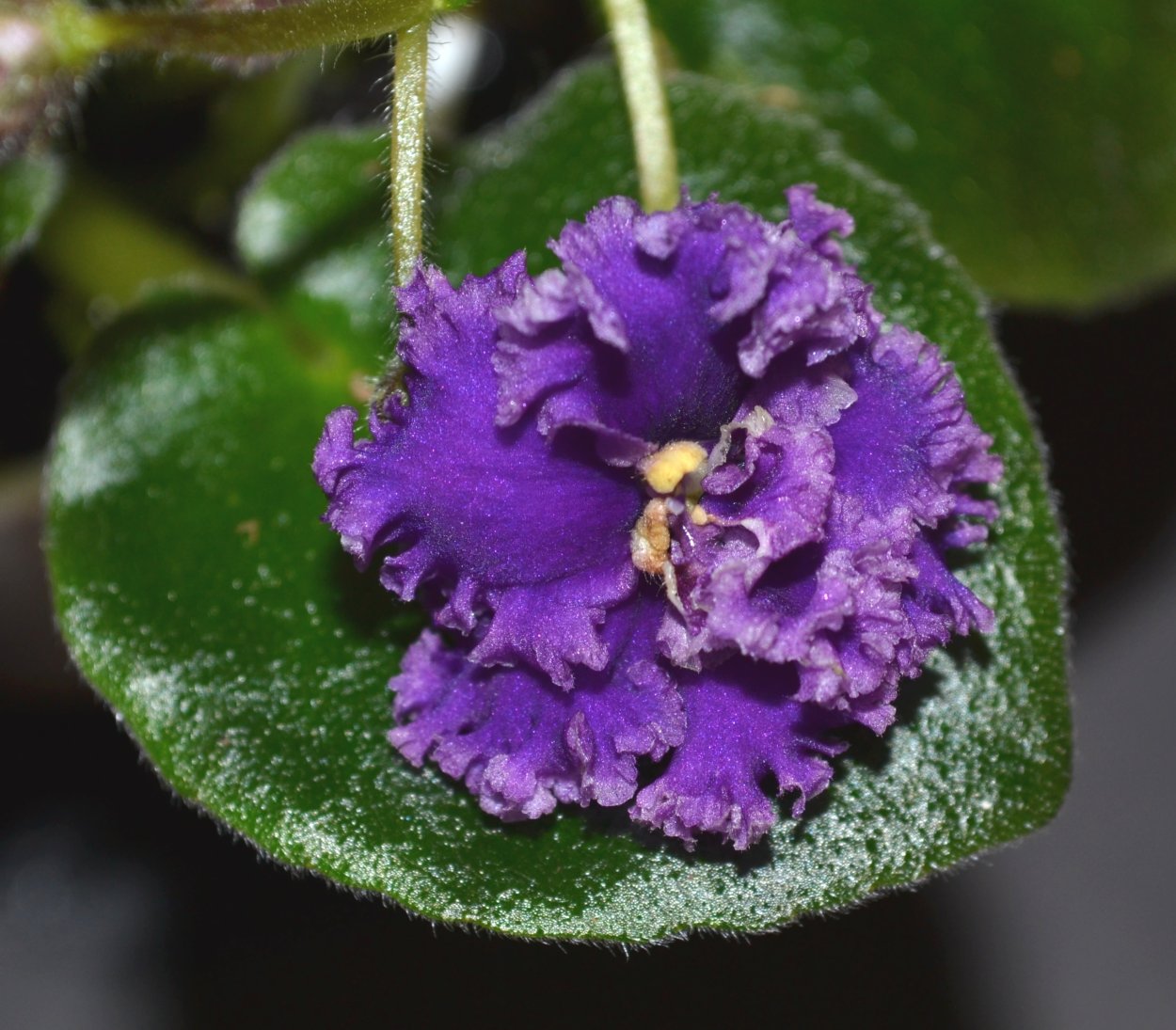 Фиалка Подвенечная Морев