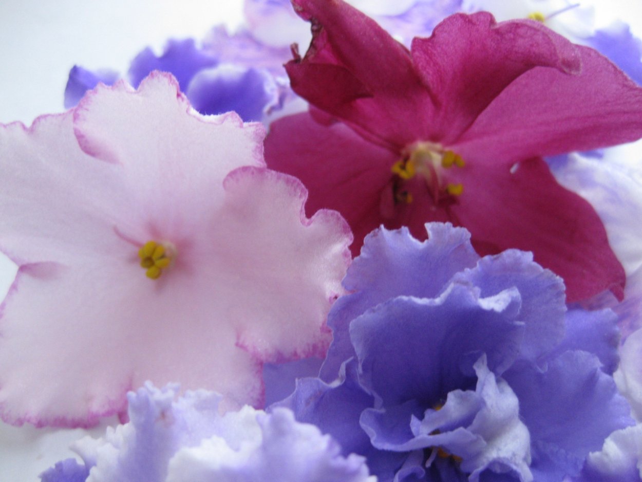 Фиалка РМ Луизиана