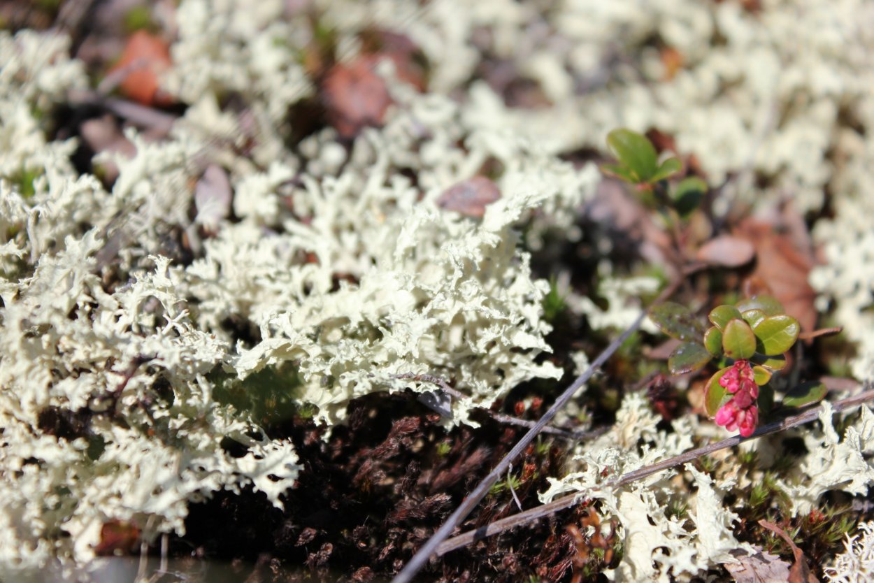 Растения тундры ягель