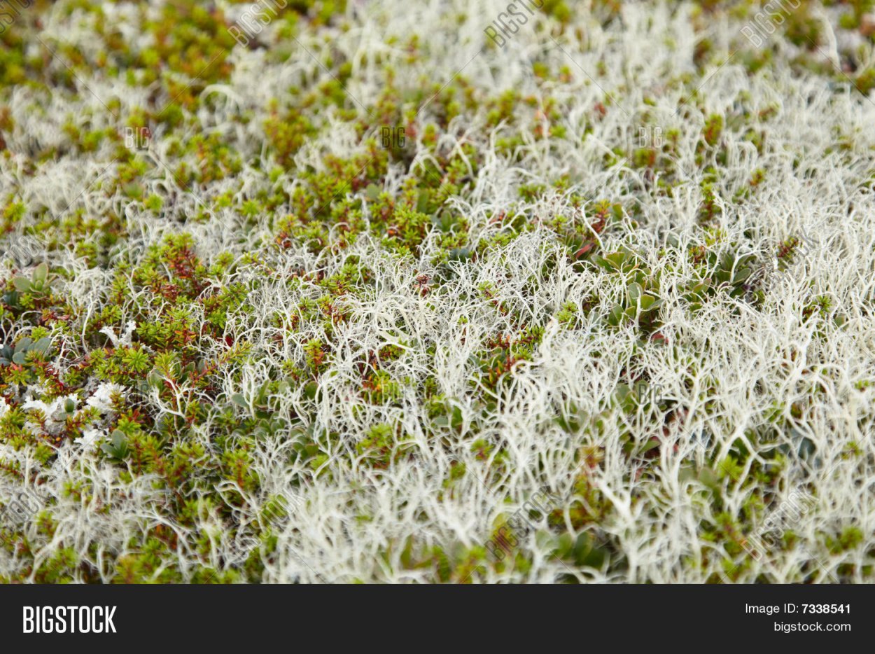 Маскхалат ягель тундра мох