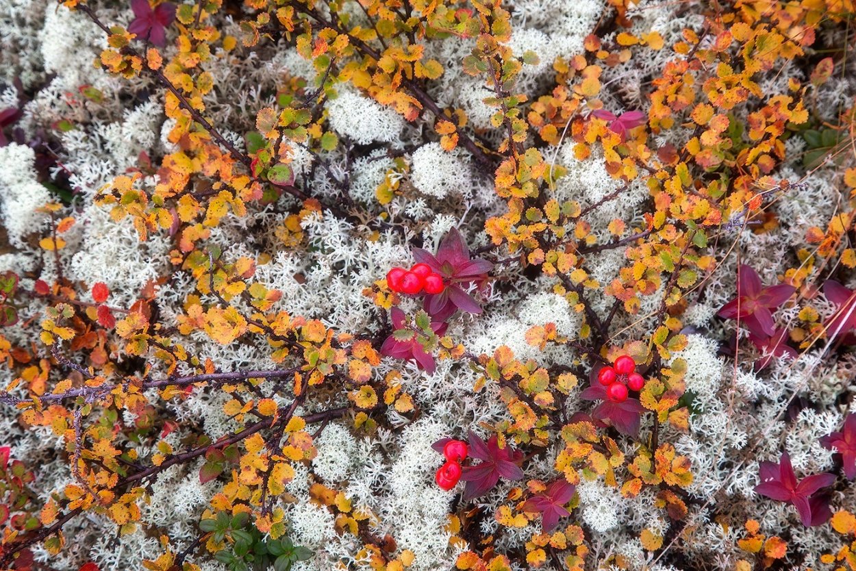 Святовский мох