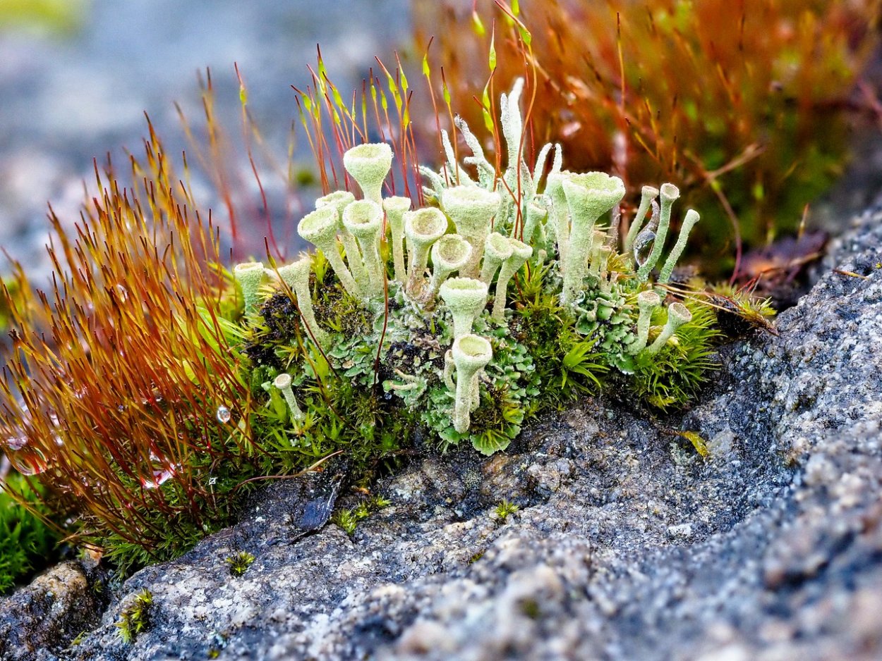 Сфагнум Тундровый