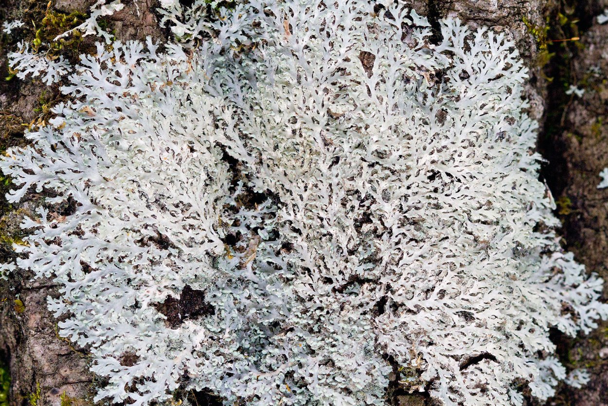 Кустистые лишайники ягель