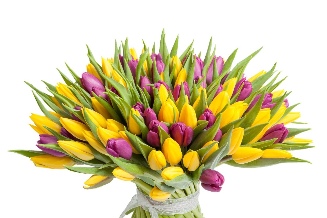 Тюльпан сиреневый