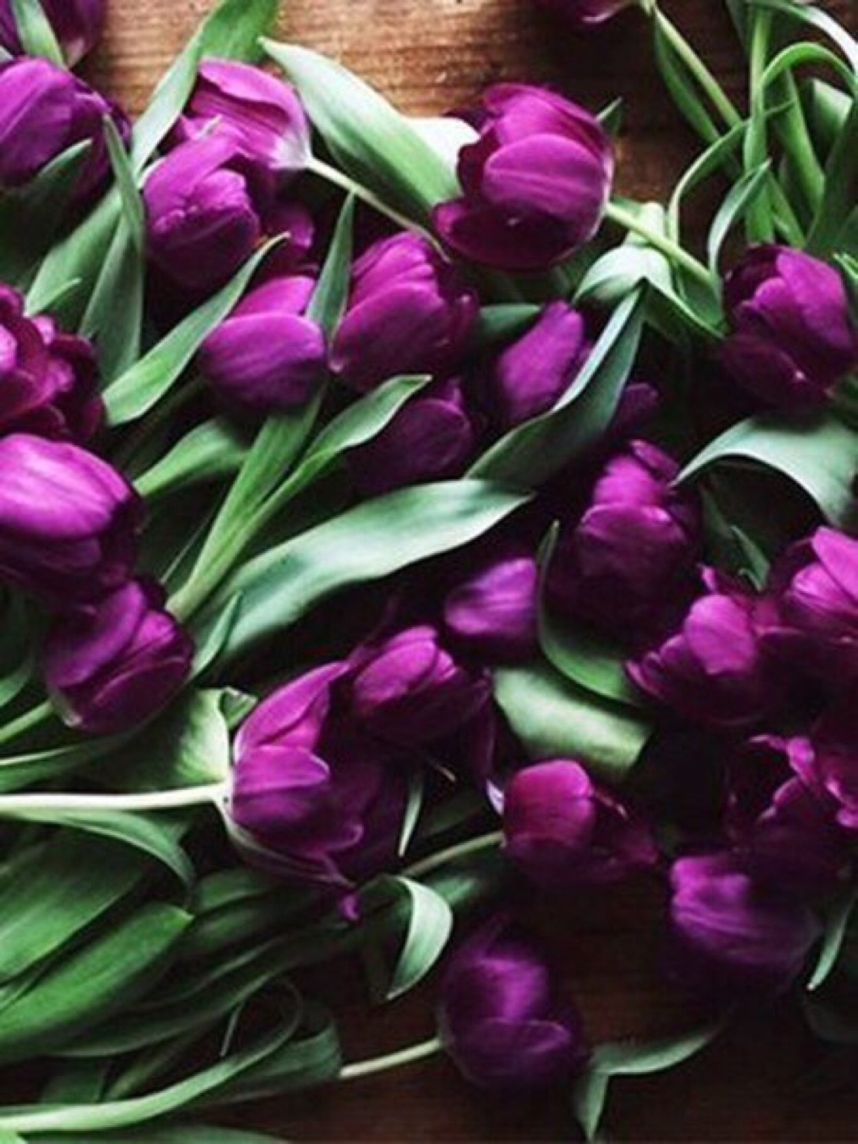 Тюльпаны на желтом фоне