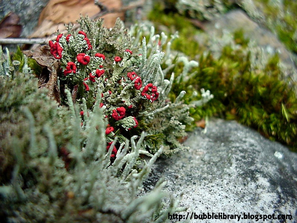 Камнеломка мхи и лишайники