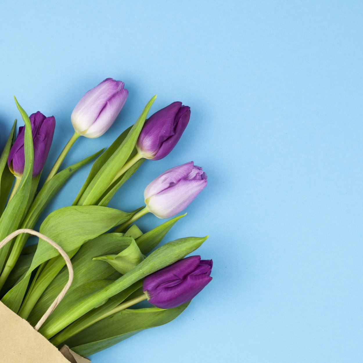 Букет тюльпанов для инсты