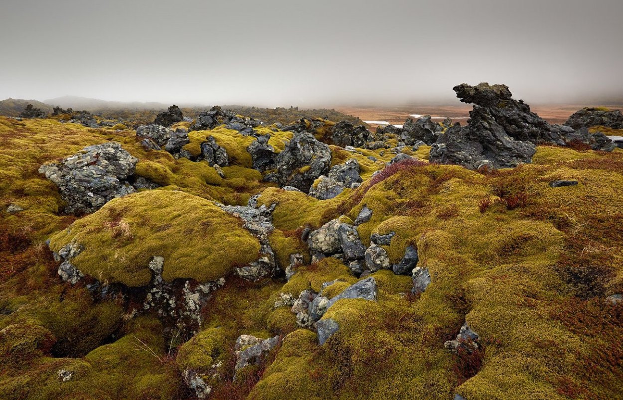 Бридский мох