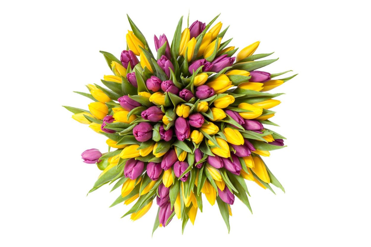 Тюльпан фиолетовый