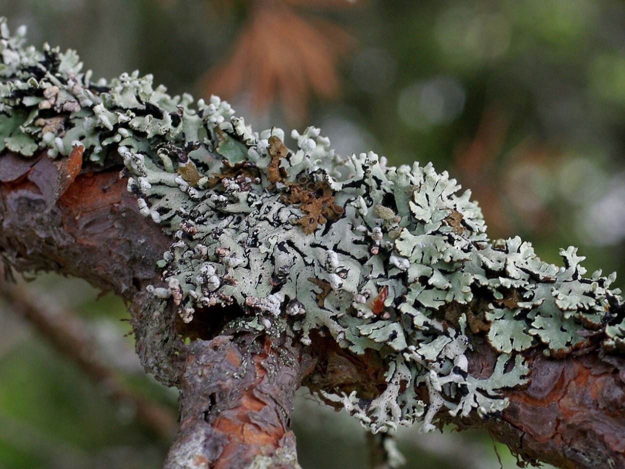Мхи и лишайники