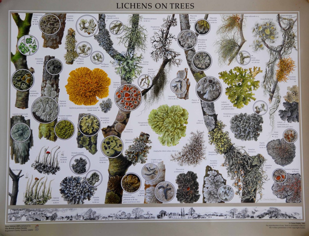 Тундра мозаичность растительного Покрова