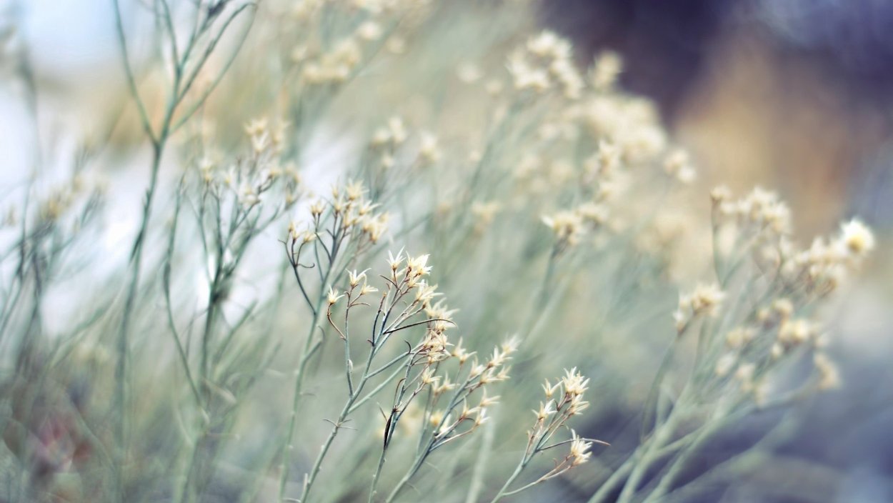 Трава Эстетика