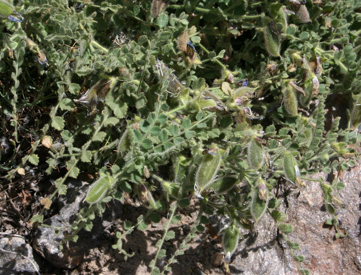 Эриантус сухоцвет