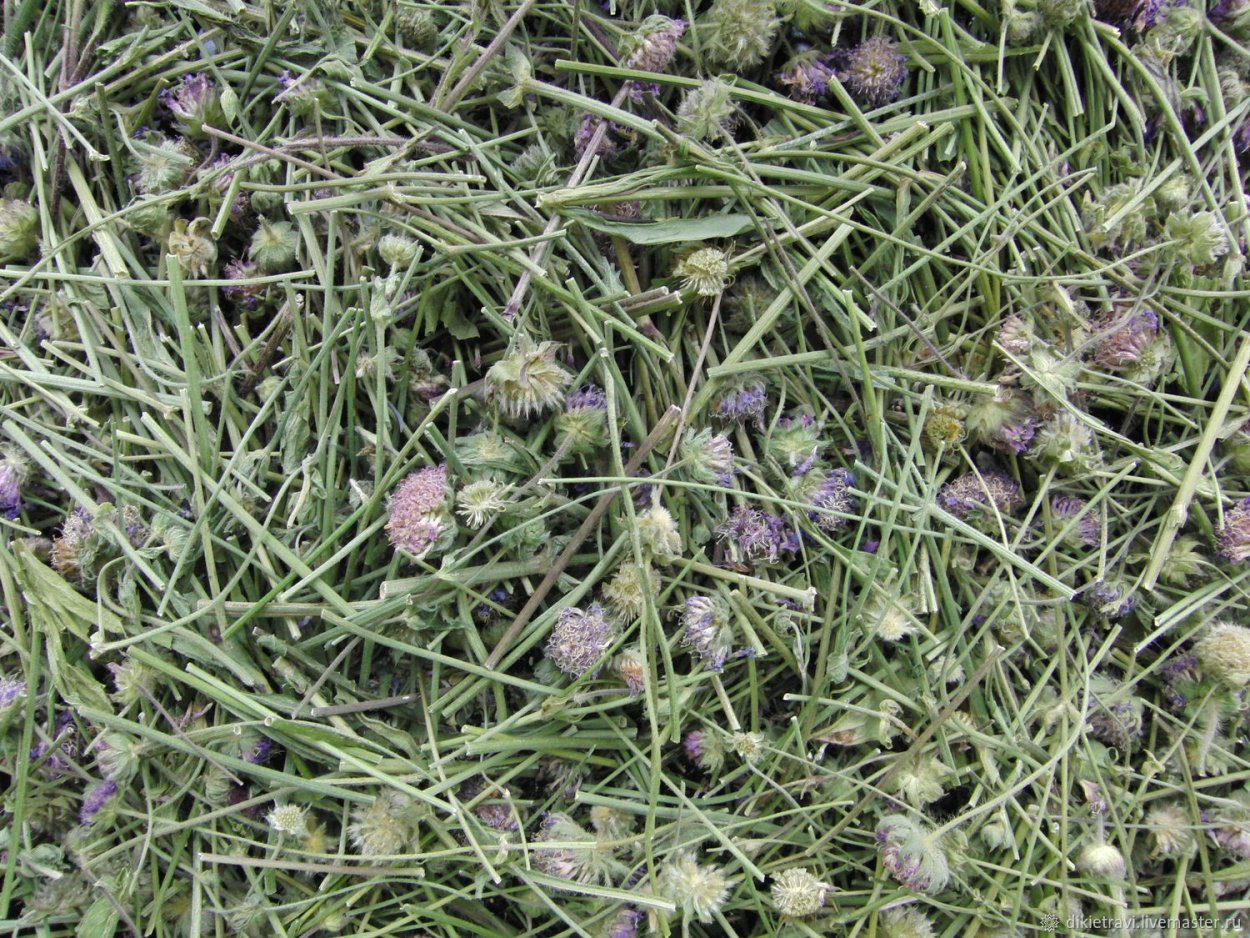 Страдание природа