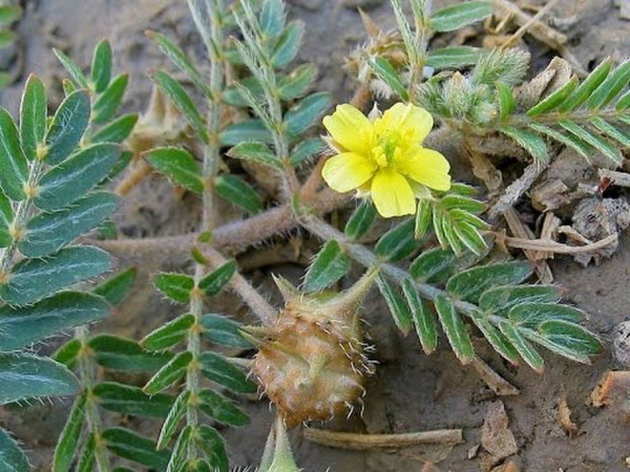 Якорцы стелющиеся (Tribulus terrestris)