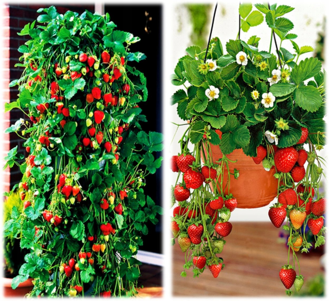 Ампельная клубника вьющаяся