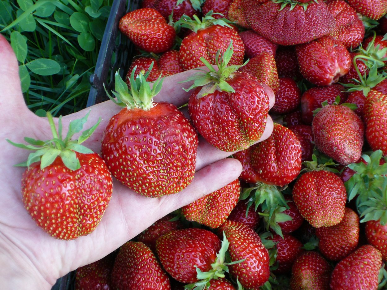 Колоновидная малина