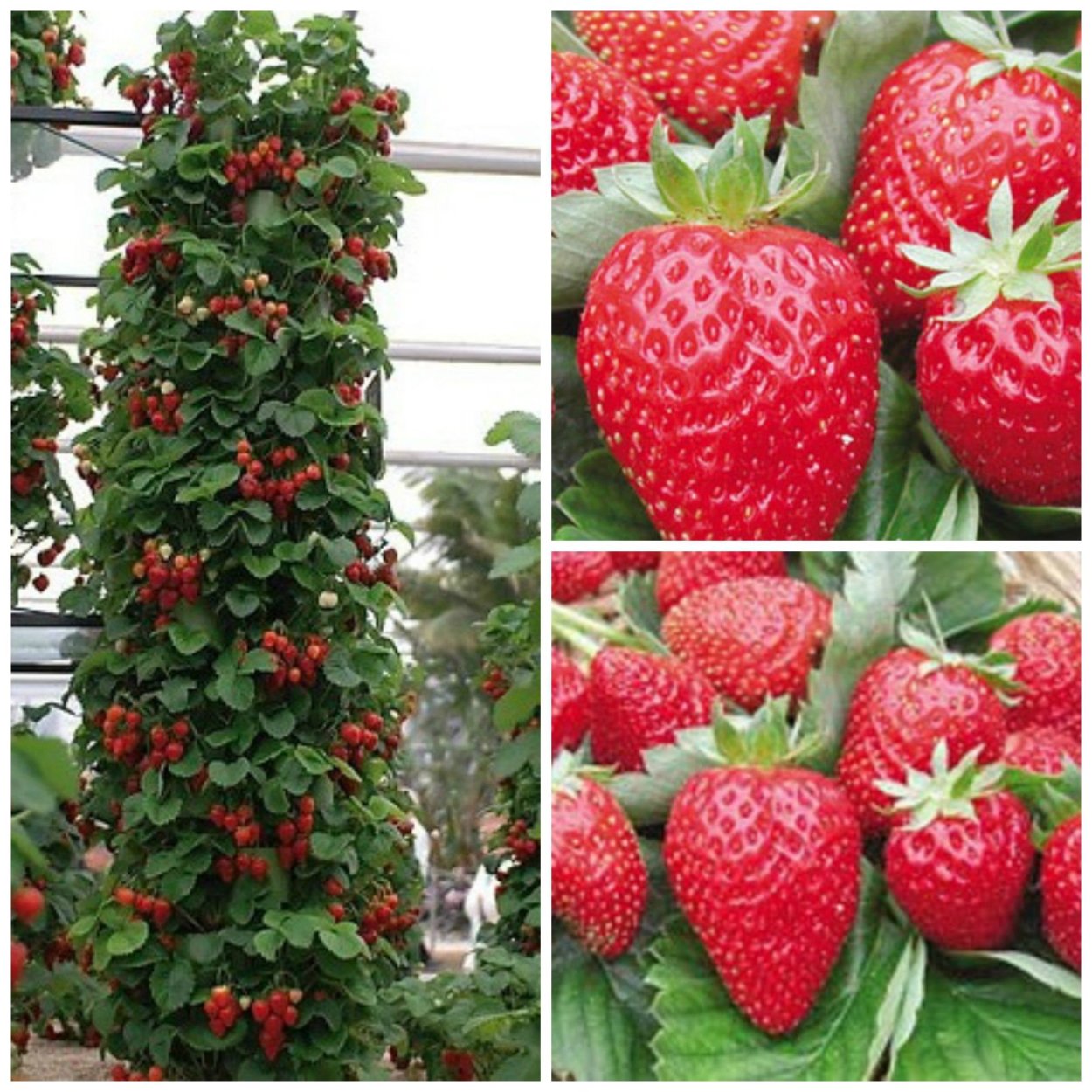 Колоновидная клубника