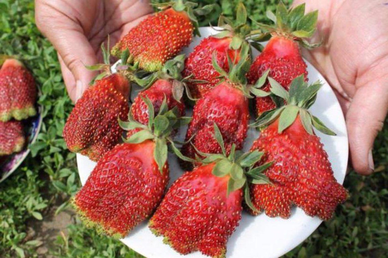 Клубника сорт викат