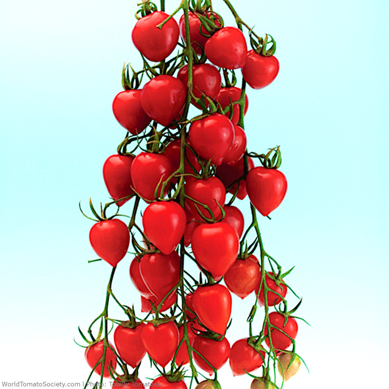 Черешня колоновидная Сильвия