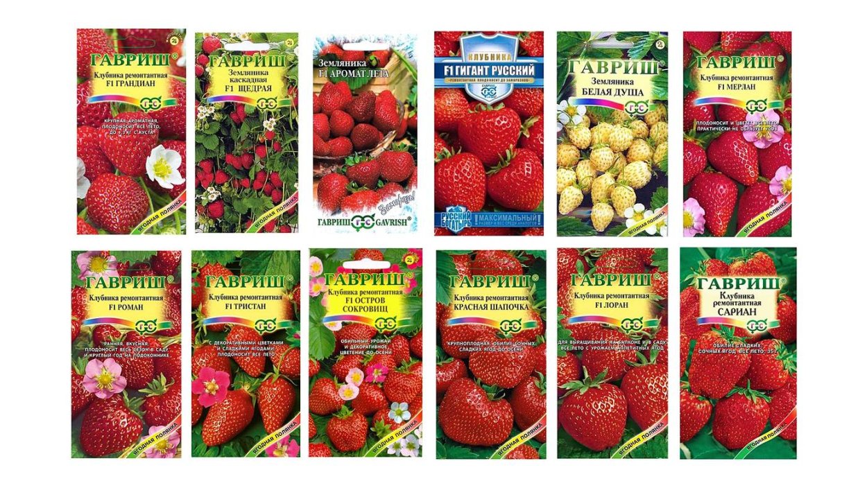 Яблони колоновидные изгородь