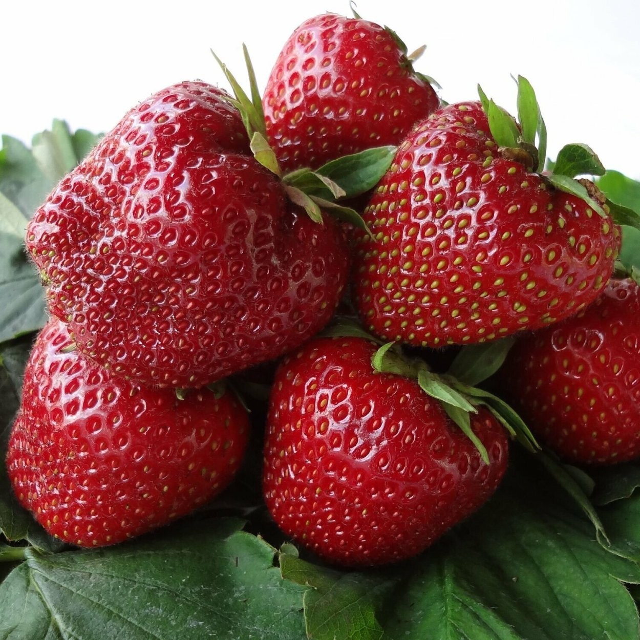 Сорт клубники Клери