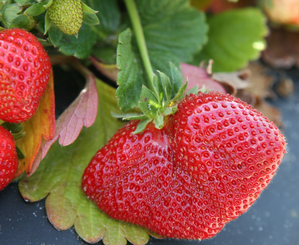 Гидропоника ферма клубника