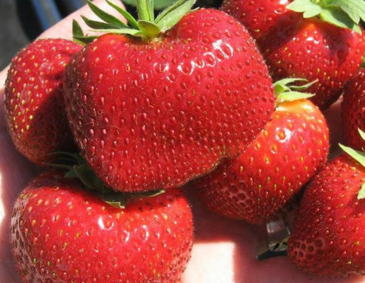 Земклуника Купчиха